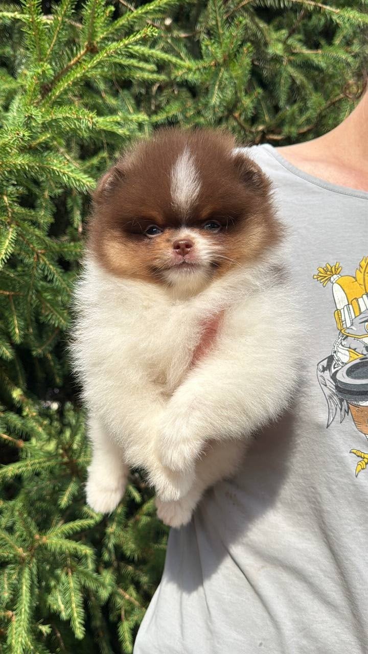 Prachtige Mini Pomeriaan Bear Face Puppy’s Beschikbaar, Dieren en Toebehoren, Honden | Chihuahua's en Gezelschapshonden, Particulier