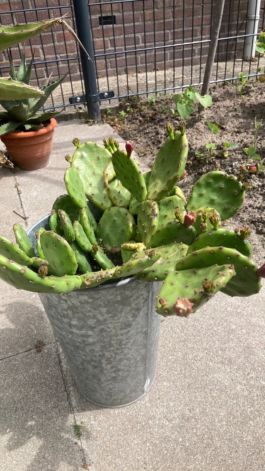 Winterharde bio cactus, Tuin en Terras, Planten | Tuinplanten, Ophalen, Overige soorten, Volle zon