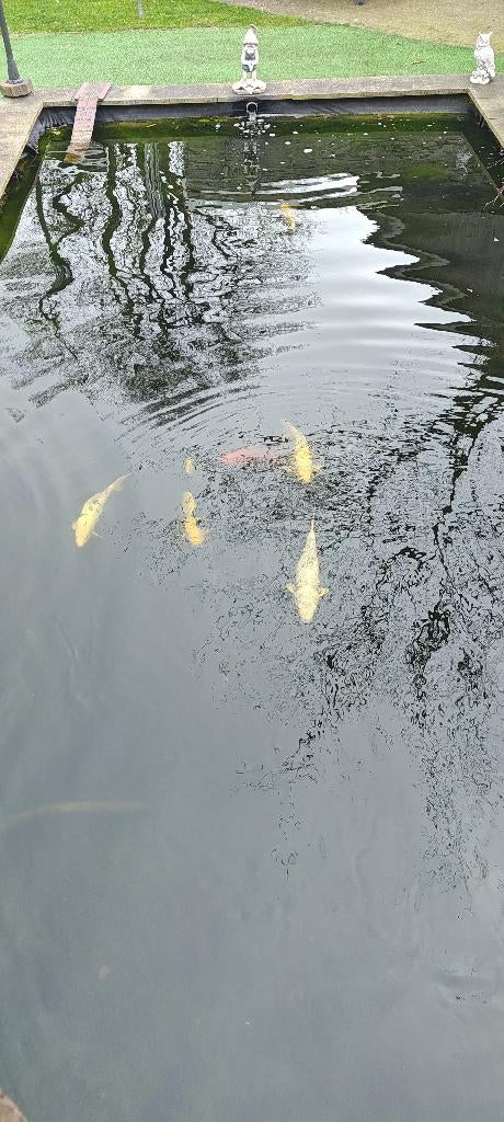 koi vijver, Tuin en Terras, Vijvers, Ophalen, Gebruikt