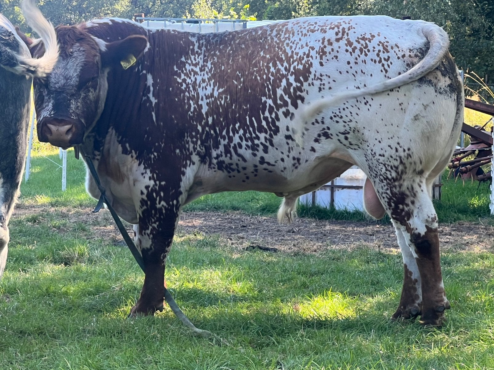 Dekstier dikbil vrb stier, Dieren en Toebehoren, Mannelijk
