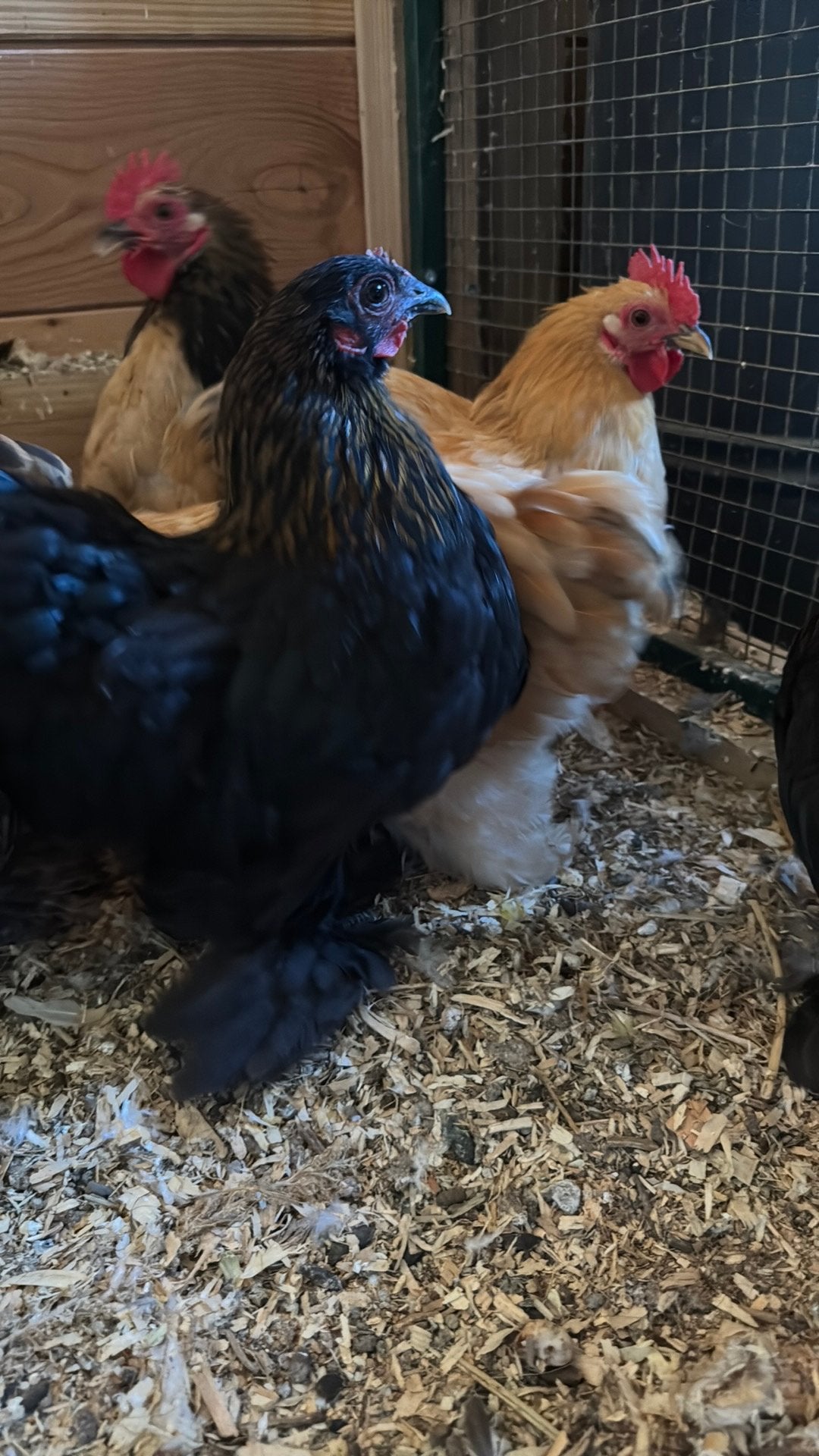 Chochin kippen evt ook hanen te koop, Dieren en Toebehoren, Vrouwelijk, Kip