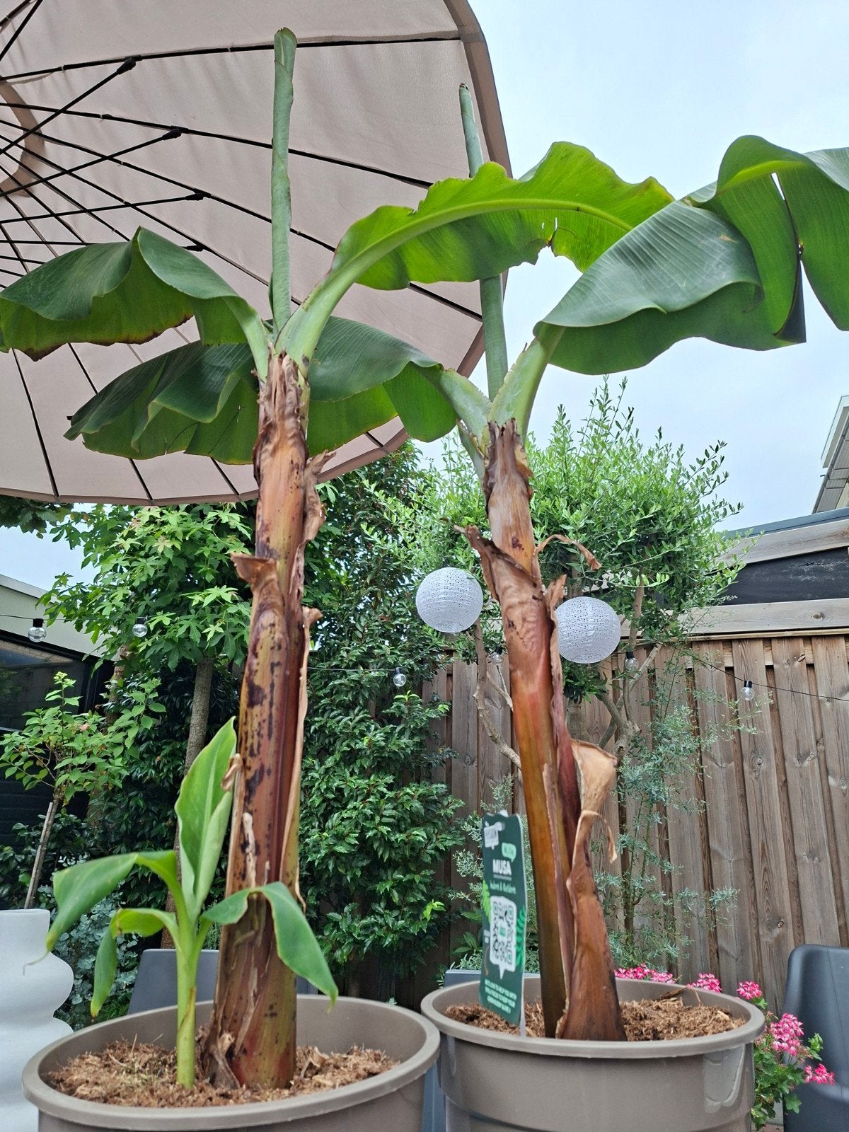 2 dikke banananenplanten 125 h stam 7 d, Tuin en Terras, Ophalen, Volle zon, Overige soorten, 100 tot 250 cm