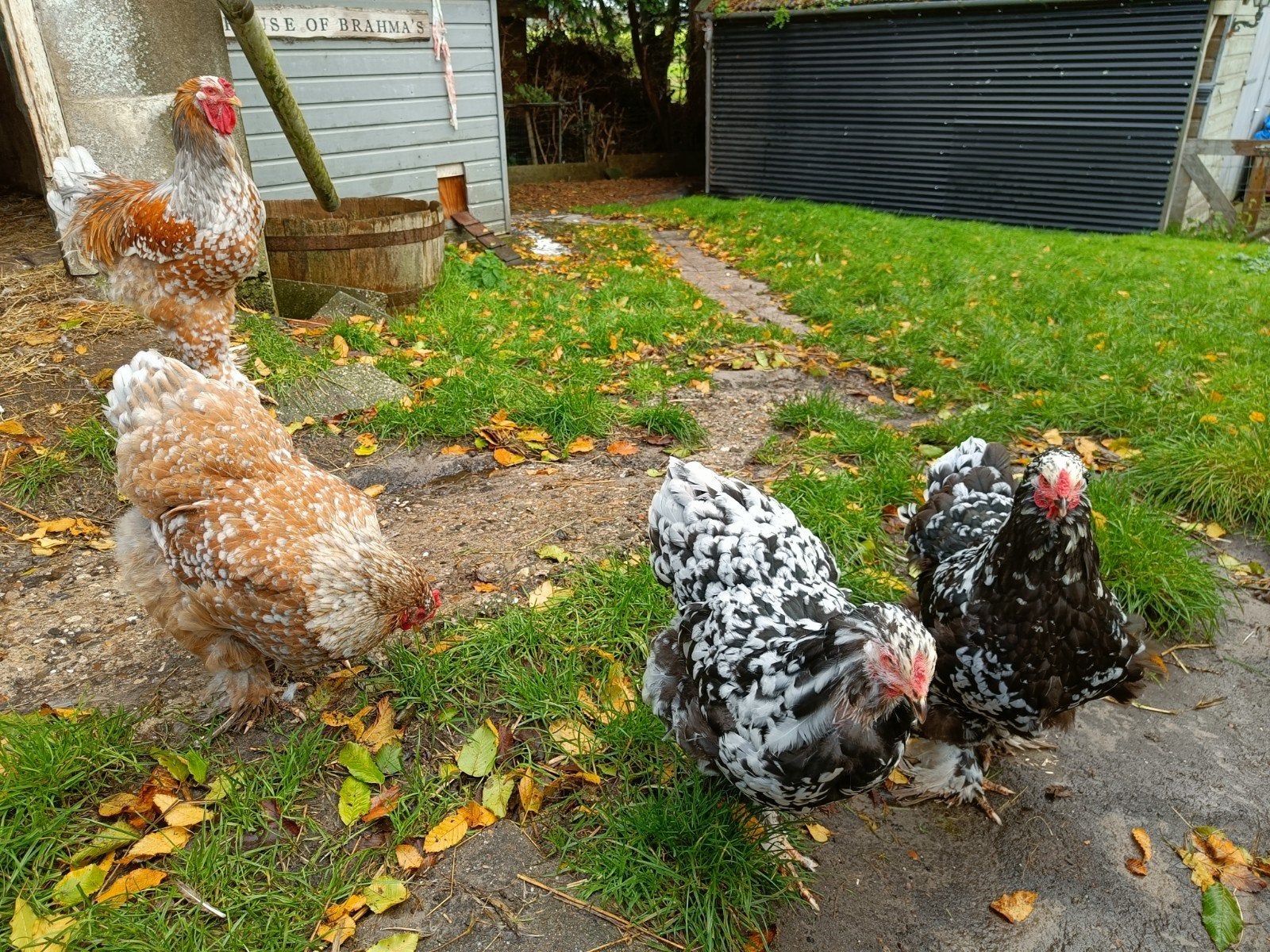 Brahma groep 3 hennen + haan blauwporselein en gepareld, Dieren en Toebehoren, Meerdere dieren, Kip