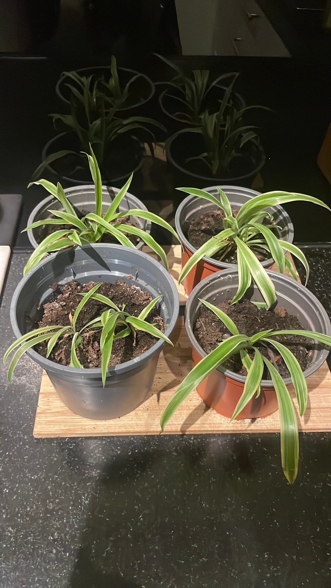 Chlorophytum (graslelie) jonge plantjes, Huis en Inrichting, Kamerplanten, Ophalen, Halfschaduw, Minder dan 100 cm