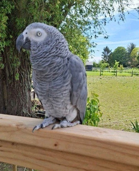 Grijze roodstaart 5 jaar zoekt gezellig nieuw plekje., Dieren en Toebehoren, Vogels | Parkieten en Papegaaien, Mannelijk, Papegaai