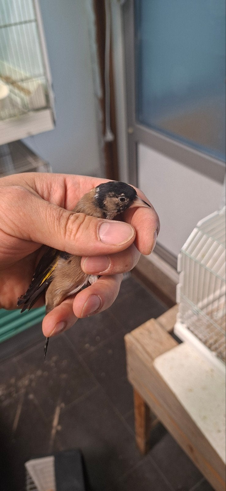 parva putter witkeel zwart pop, Dieren en Toebehoren