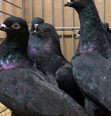 Sierduiven en Witte Duiven en Postduiven., Meerdere dieren, Overige soorten