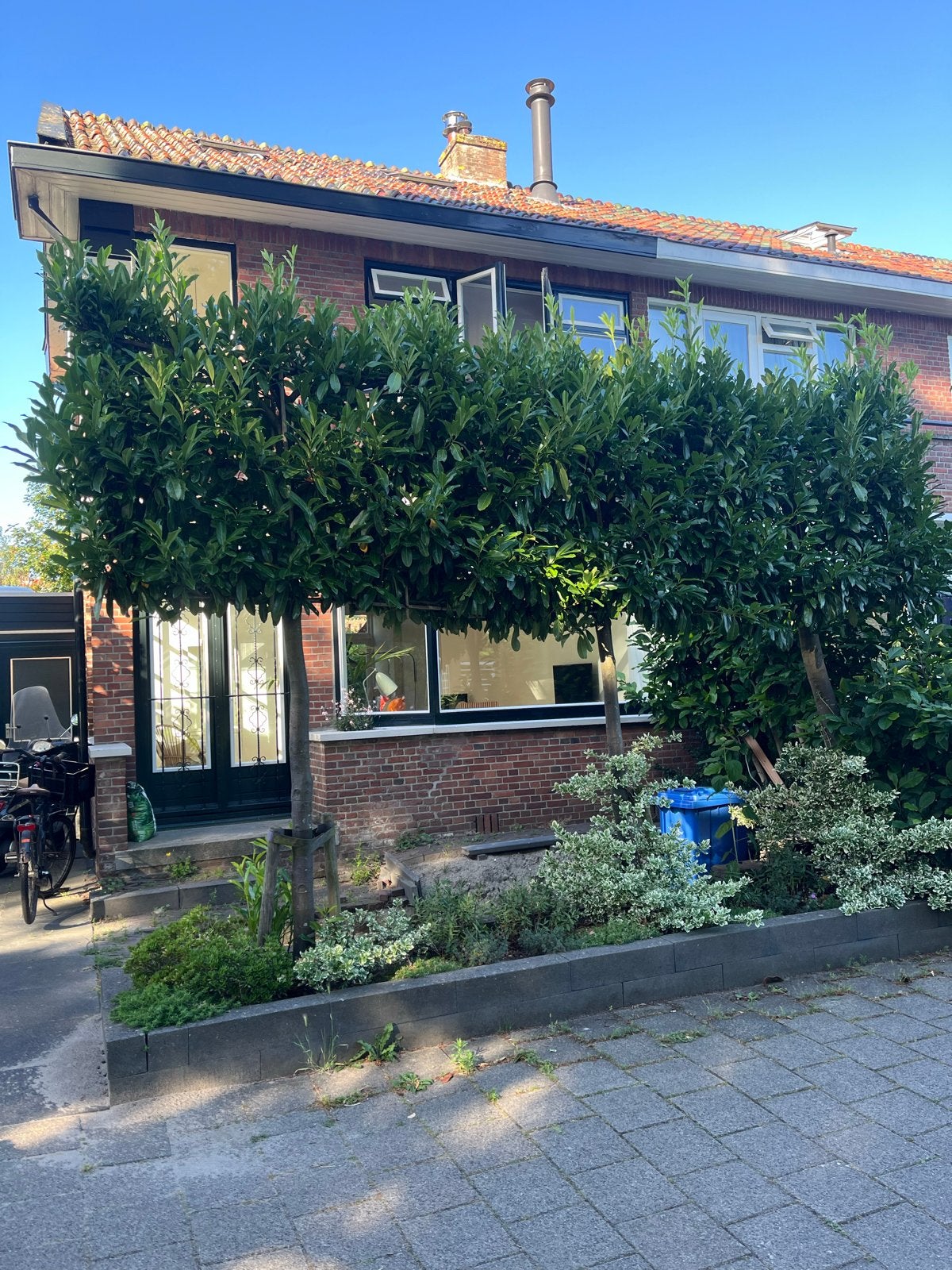 3 bomen gratis ophalen, zelf uitgraven met machine, Ophalen, Volle zon, Overige soorten, 250 tot 400 cm