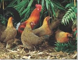 5:2 Halfwas Bankivahoen, Dieren en Toebehoren, Pluimvee, Meerdere dieren, Overige soorten