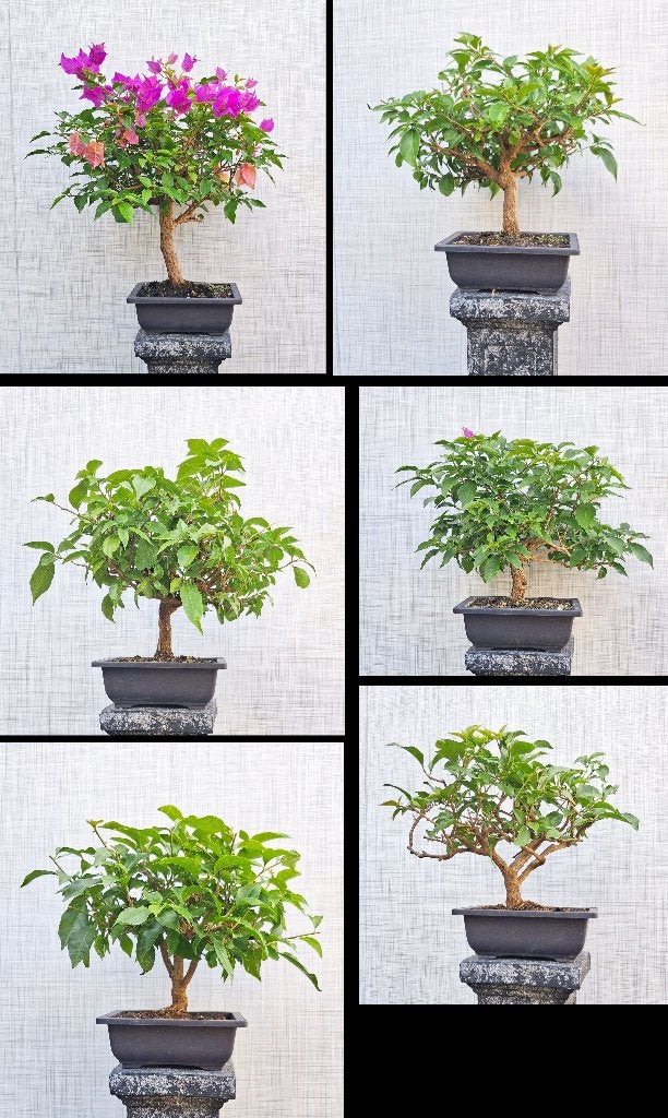 6 Bonsai Papierbloem -Paarse Bougainvillea, In pot, Minder dan 100 cm, Bloeiende kamerplant, Bonsai