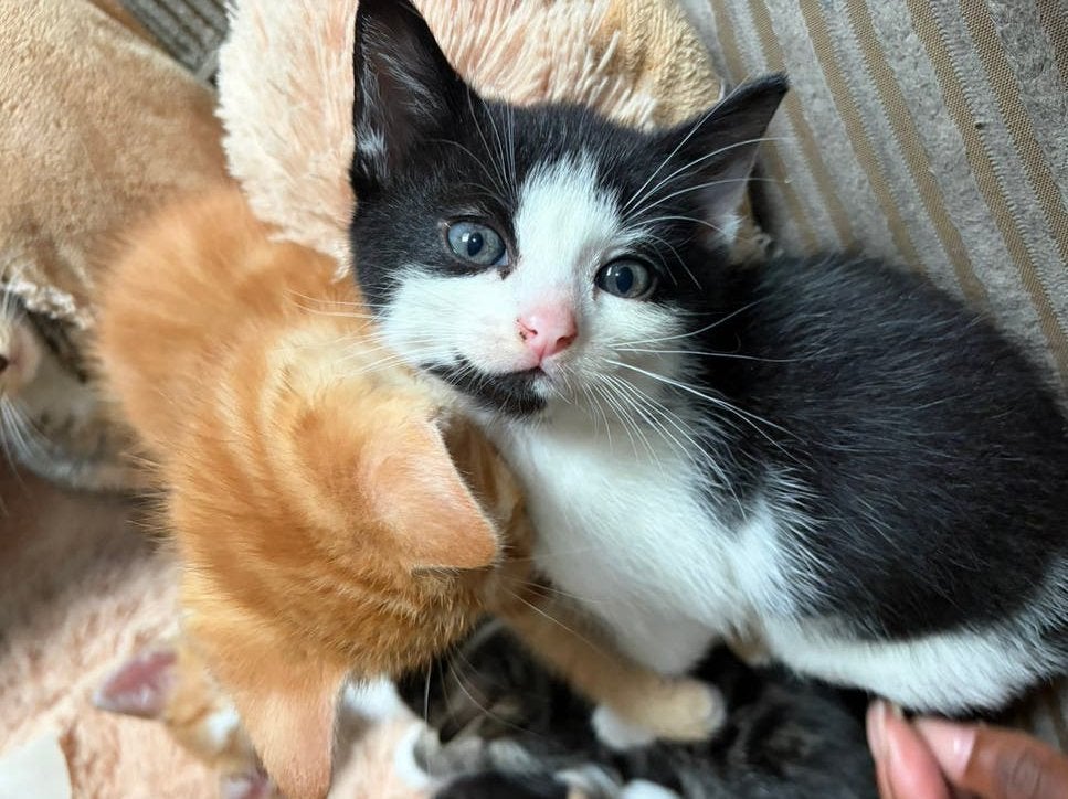 Kittens, Poes