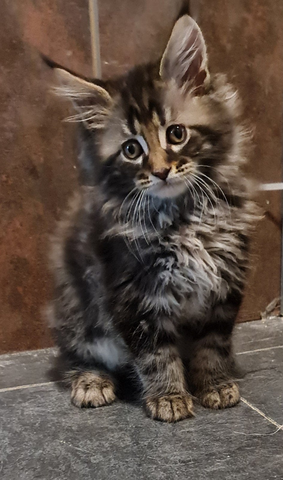 4 main coon kittens, Meerdere dieren, Gechipt, 0 tot 2 jaar