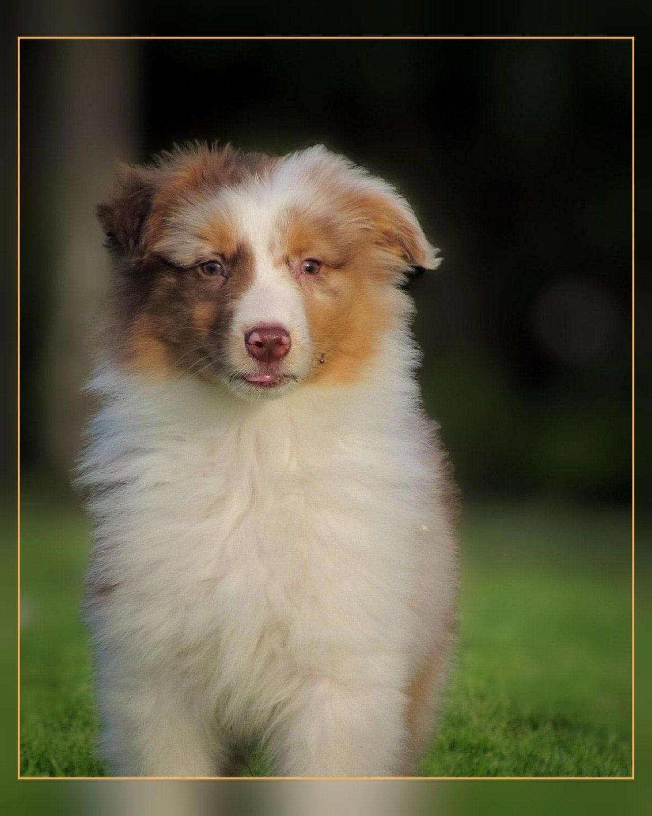 Prachtige Australian Shepherd pups mogen heb nestje verlaten, Dieren en Toebehoren, Honden | Herdershonden en Veedrijvers, Parvo