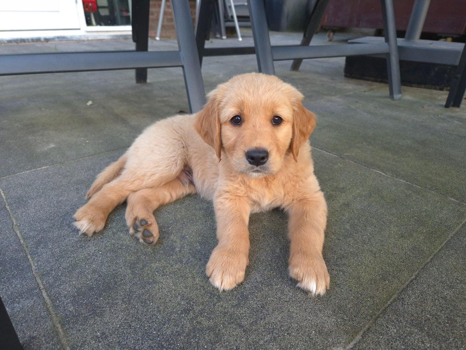 Golden Retriever pups, Dieren en Toebehoren, 8 tot 15 weken, Meerdere, Meerdere dieren, Parvo