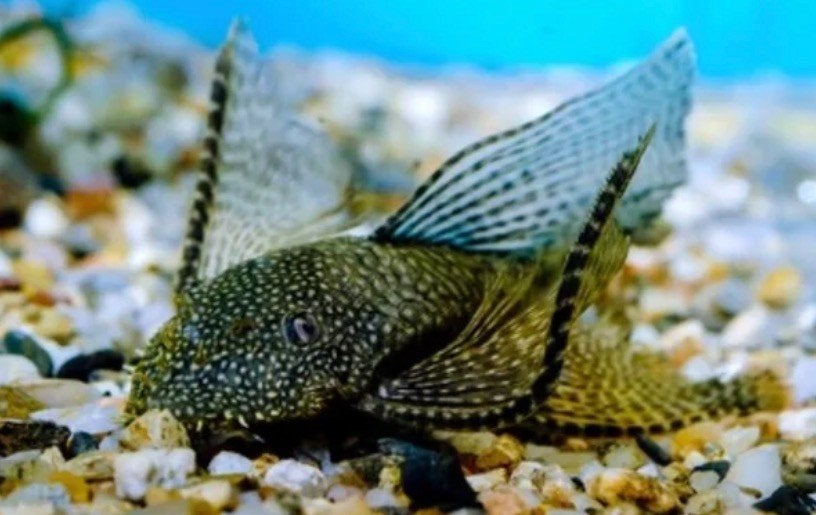 Ancistrus Longfin 4-6 cm import China, Vis, Zoetwatervis