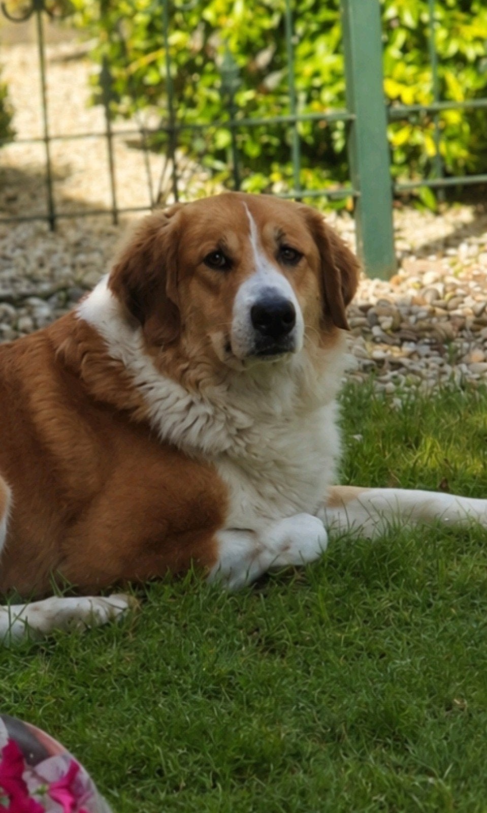Nest aankondiging, pyreneese / leonberger x bernersennen, Parvo, 8 tot 15 weken, Groot, Meerdere