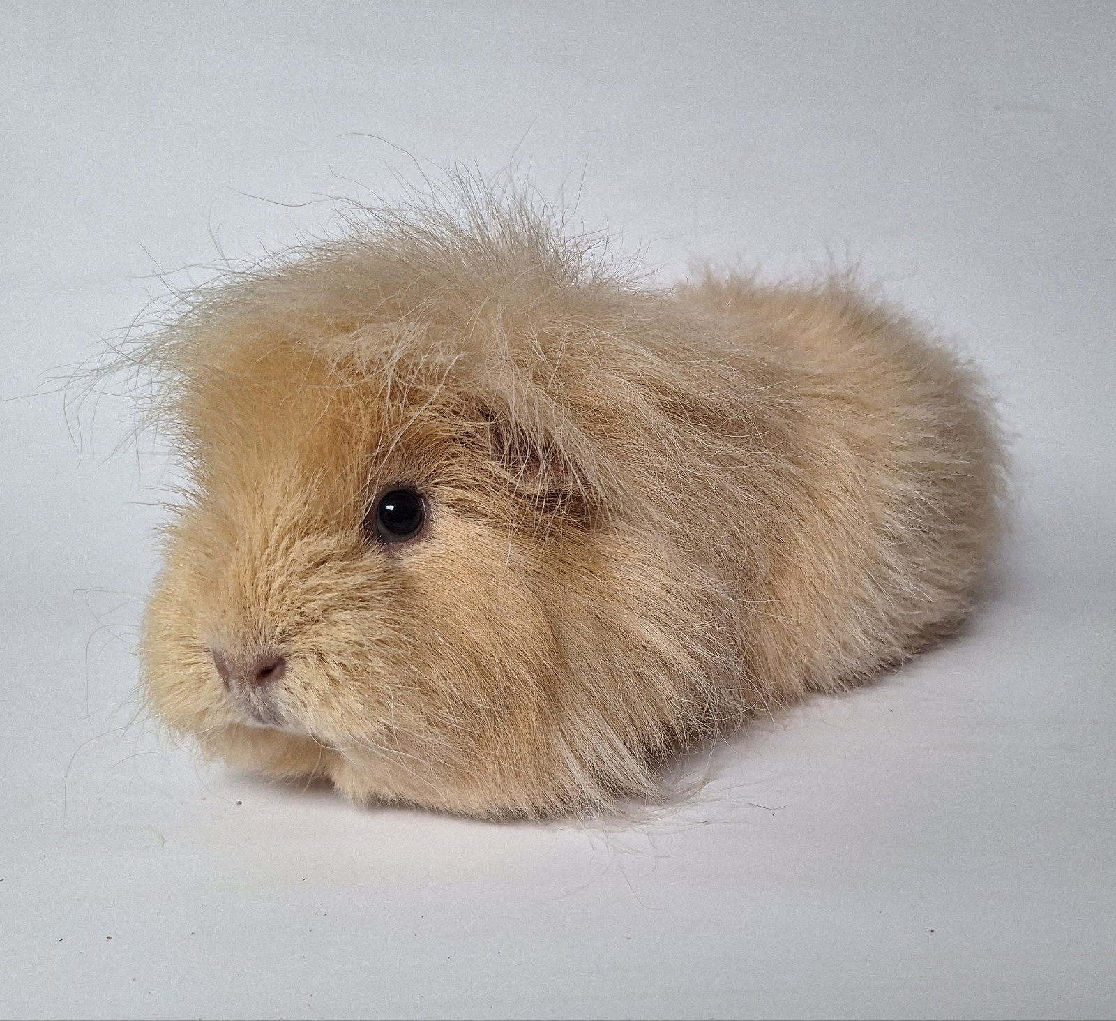 Ch teddy zeug - creme, Dieren en Toebehoren, Cavia, Juli, Vrouwelijk, Tam