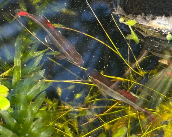 Chinese danio’s / white cloud minnows, Vis, Zoetwatervis, Schoolvis