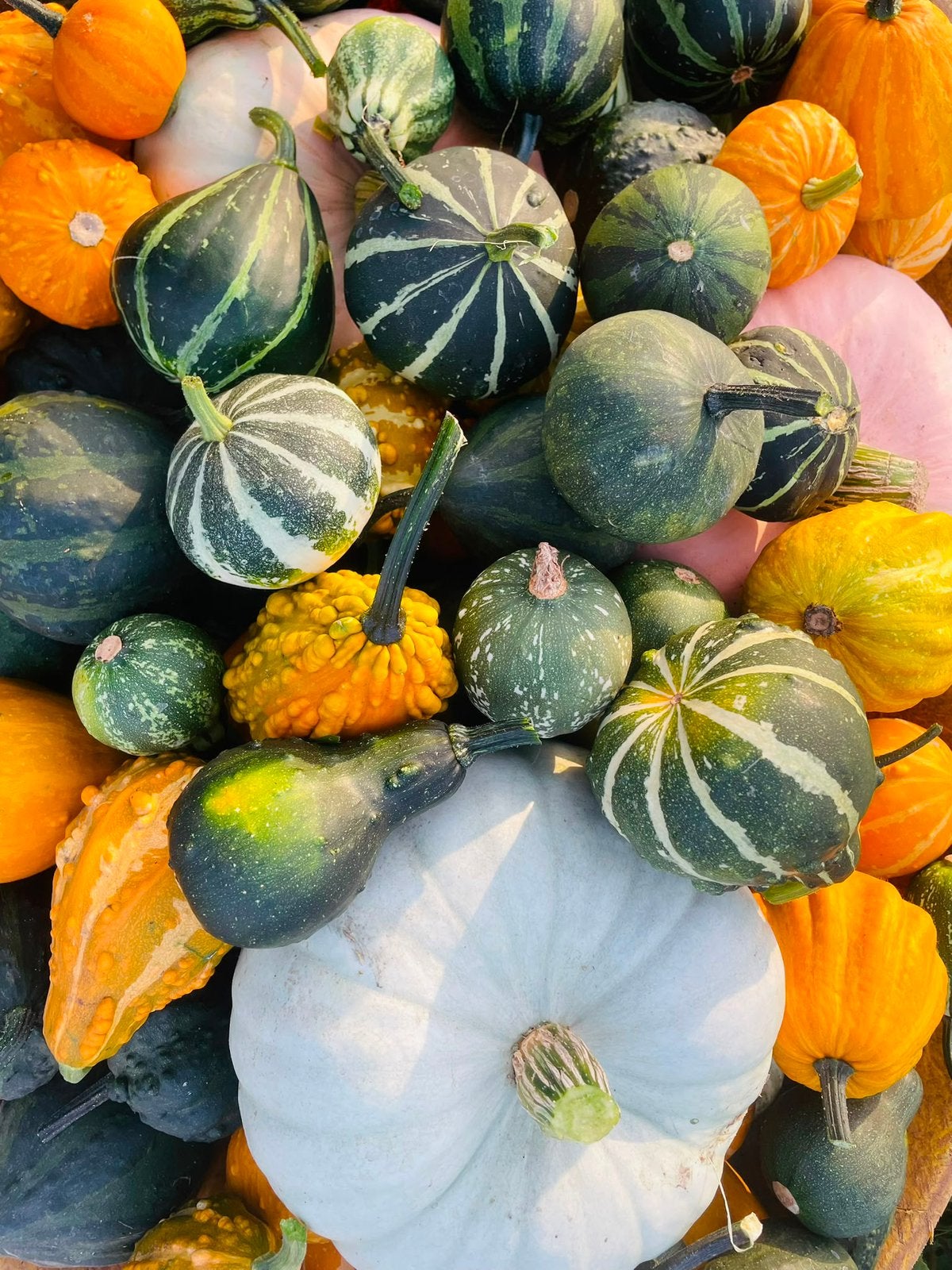 Pompoenen en kalebassen, Tuin en Terras, Ophalen, Nieuw