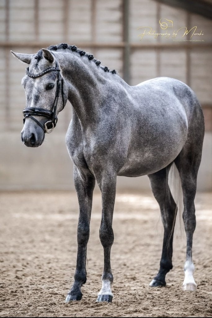 Lieve en aansprekende 4-jarige ruin, Dieren en Toebehoren, E pony (1.48m - 1.57m), Met stamboom, B, Ruin