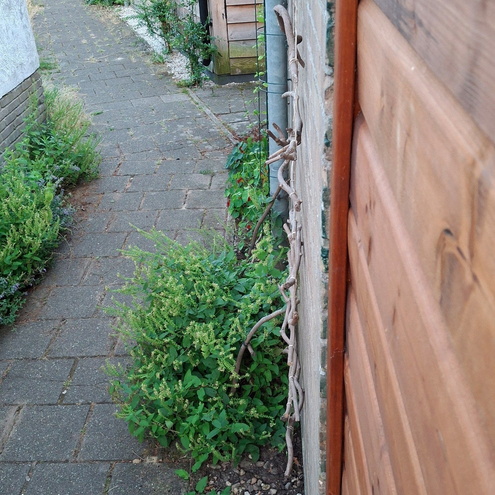 Lichtgroen bloeiende valse salie gratis, Ophalen, Hout, 1 tot 2 meter
