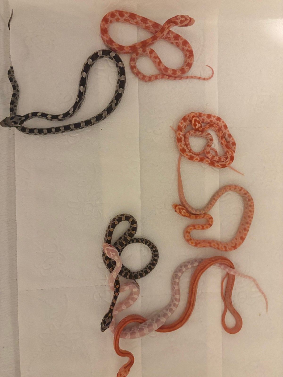 Korenslangen nk26 (Anery,Amel) Corn Snake - unknown for sale from J.P