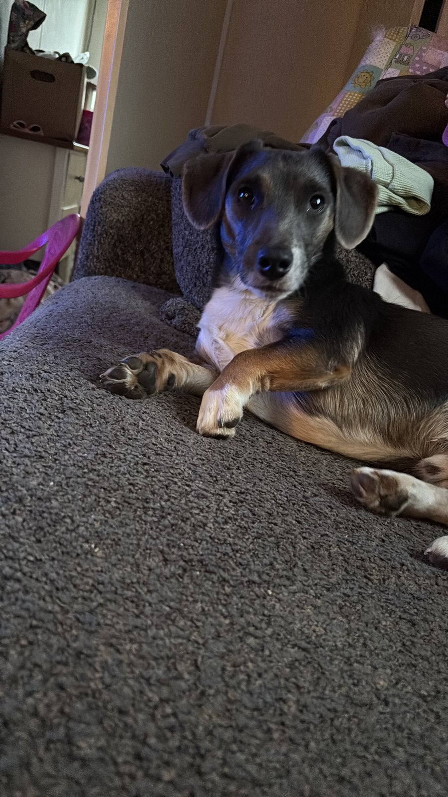 onwijs lief jack russeltje, Reu, 1 tot 2 jaar, Eén hond, Klein