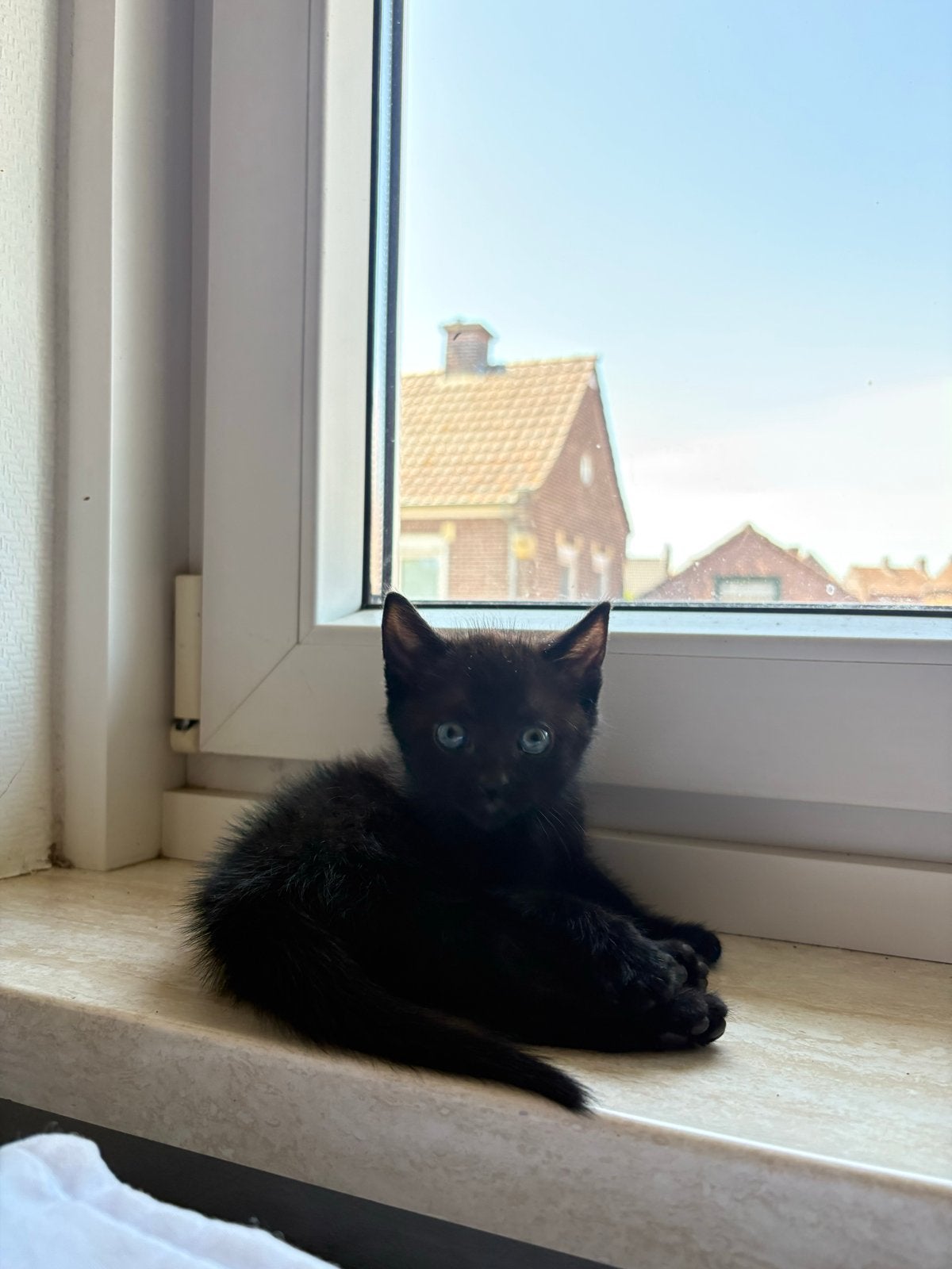 Kitten poes, Poes