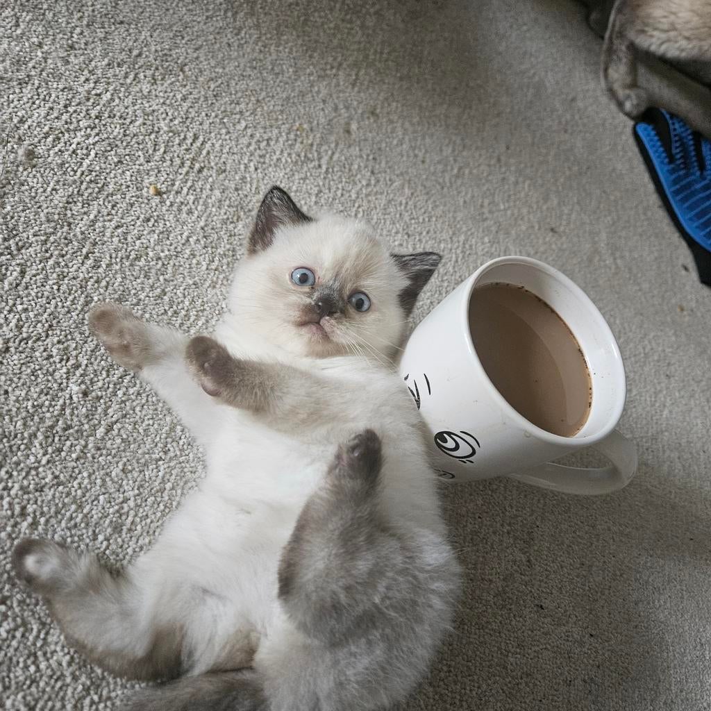 Mooie Scottish Straight meisjes,, Poes