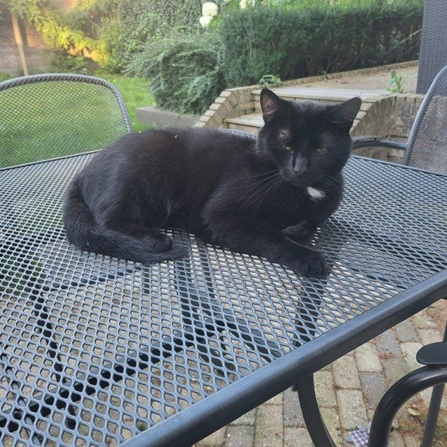 blacky, Dieren en Toebehoren, Kater, Kortharig, 3 tot 5 jaar