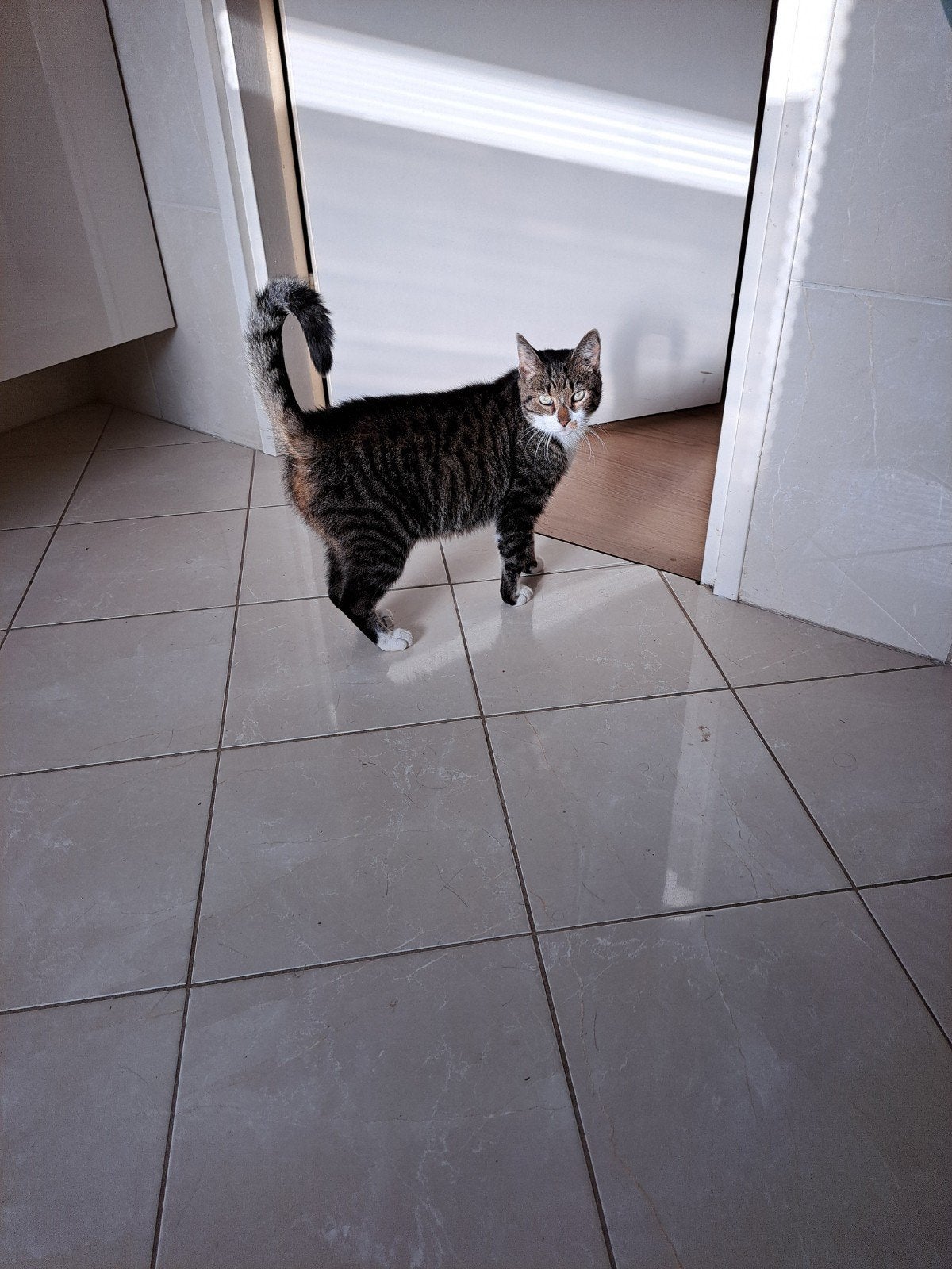 We zoeken een goed tehuis voor mooie poes, Dieren en Toebehoren, Poes