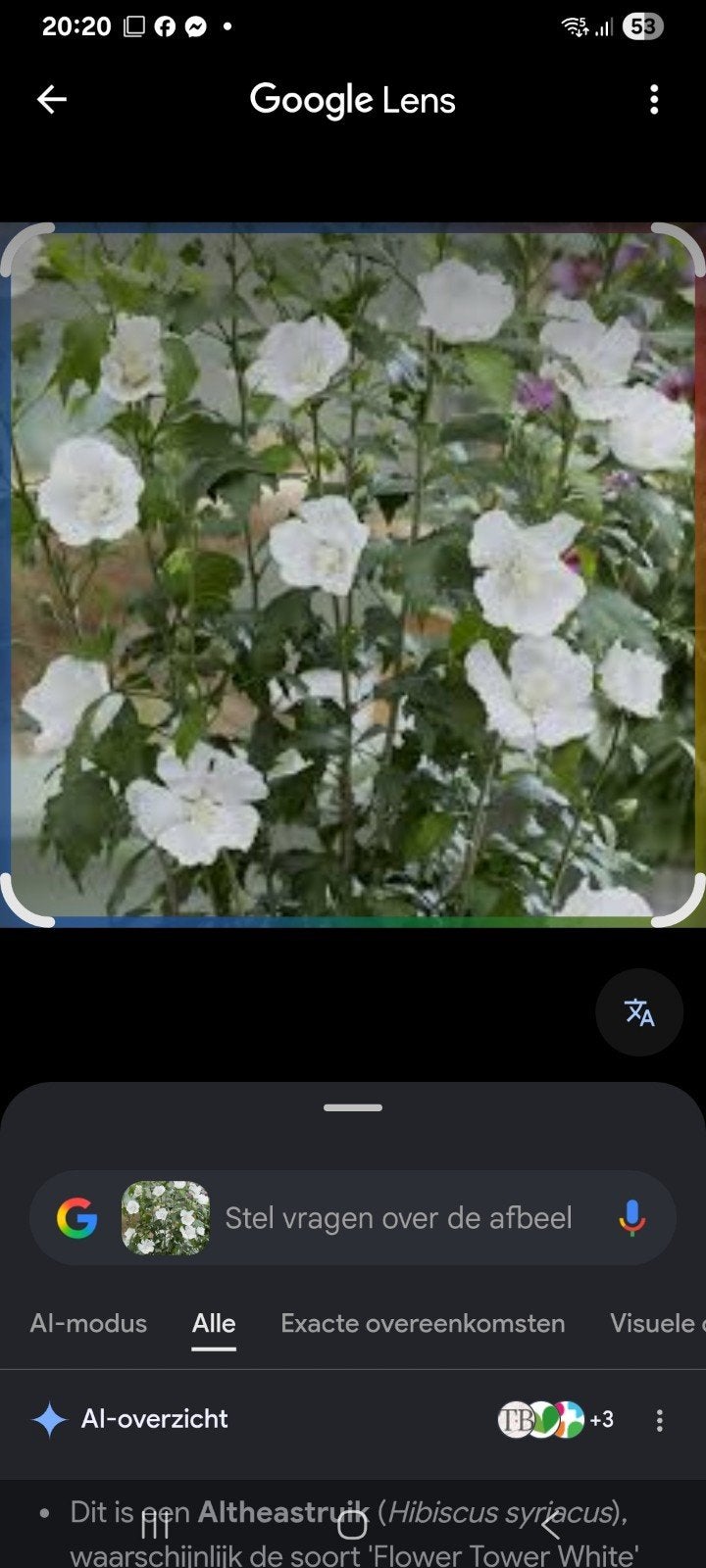 Witte Tuinhibiscus Zaailing - Hibiscus Syriacus, Ophalen