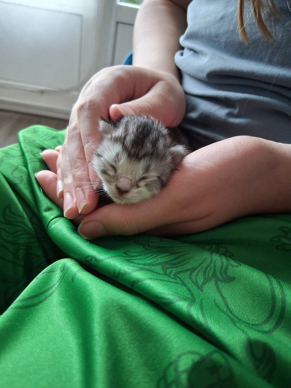 6 Siberische kittens, Meerdere dieren, Langharig, 0 tot 2 jaar
