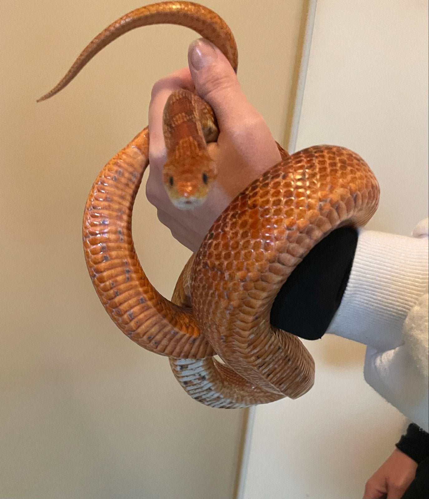 Koppel rattenslangen met terrarium Rat Snake photo 5