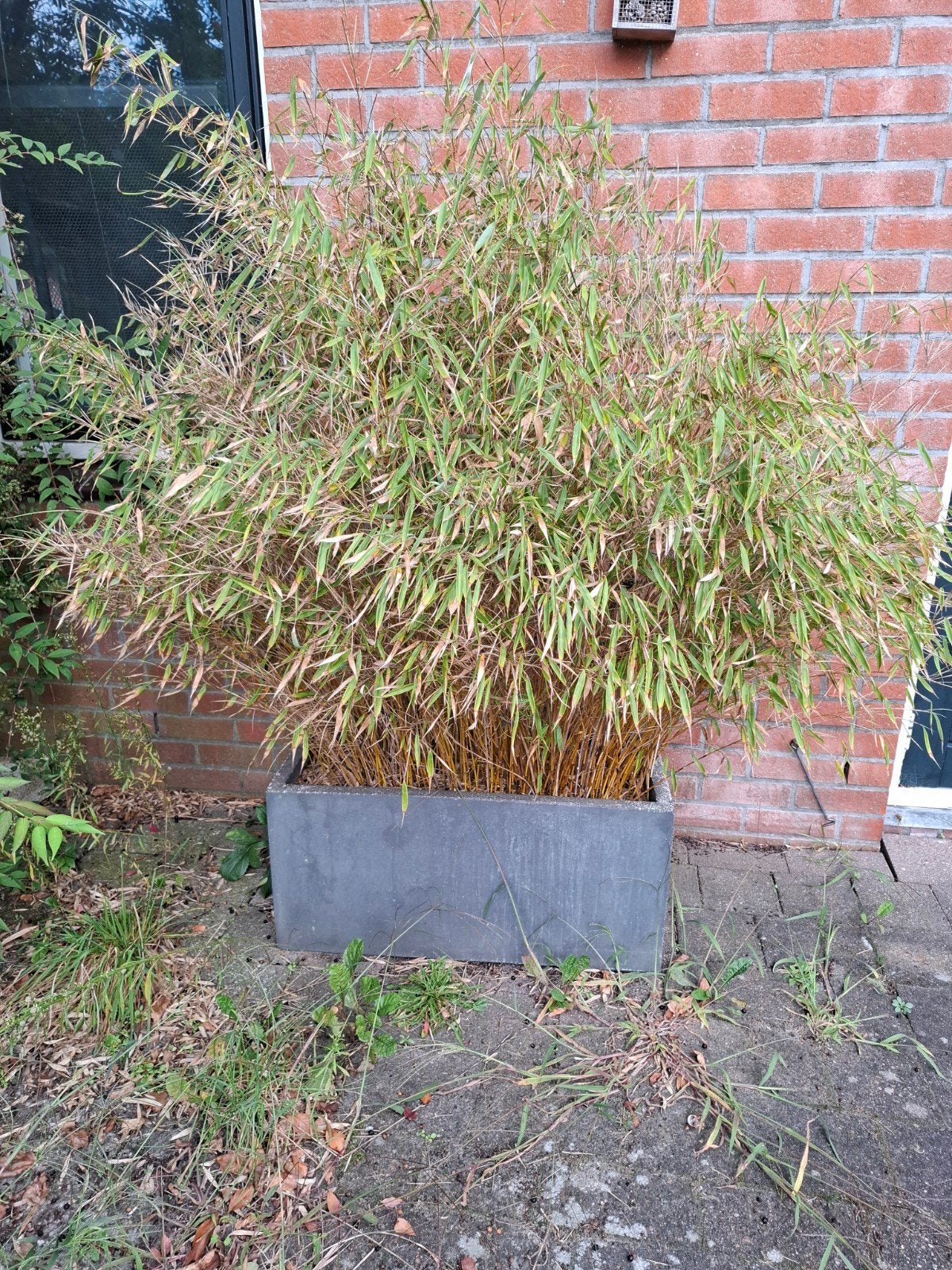 Grote bamboe in plantenbak gratis ophalen, Tuin en Terras, Ophalen, Bloeit niet, Overige soorten, Halfschaduw