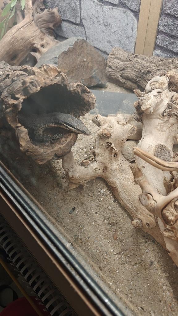Varanus glauerti, Dieren en Toebehoren, Hagedis, 0 tot 2 jaar
