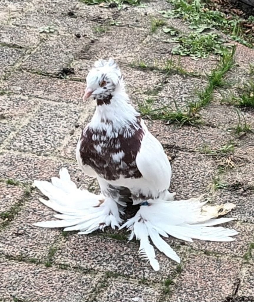 Sierduiven 9 stuks, Dieren en Toebehoren, Vogels | Duiven, Meerdere dieren, Overige soorten