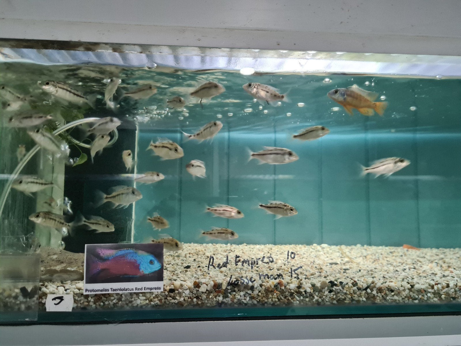 Protomelas Taeniolatus Malawi Cichliden Boadzulu  Red Empres, Vis, Zoetwatervis