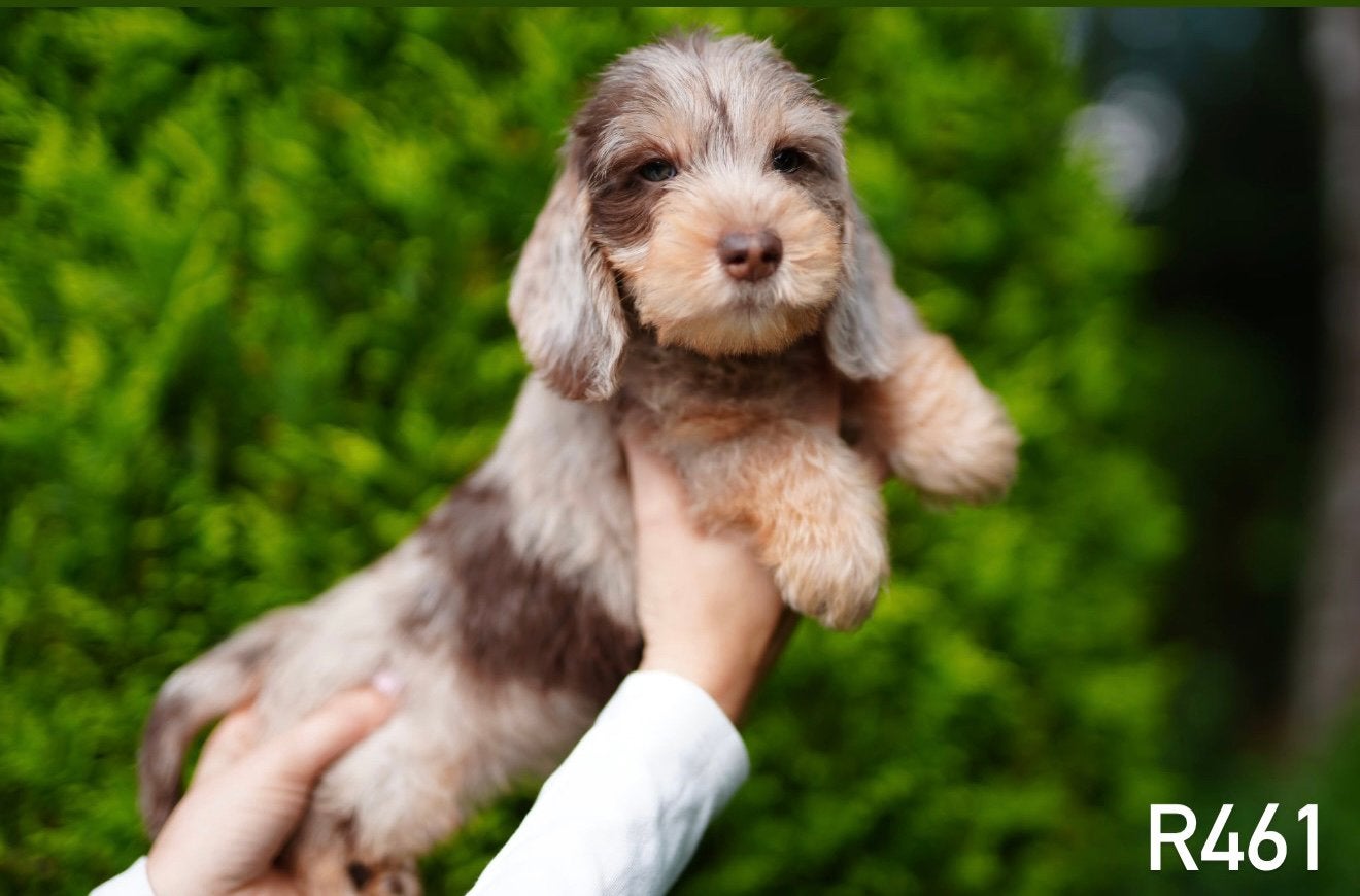 Langhaar x ruwhaar Teckel pups, Nederland, 8 tot 15 weken, CDV (hondenziekte), Dwerg