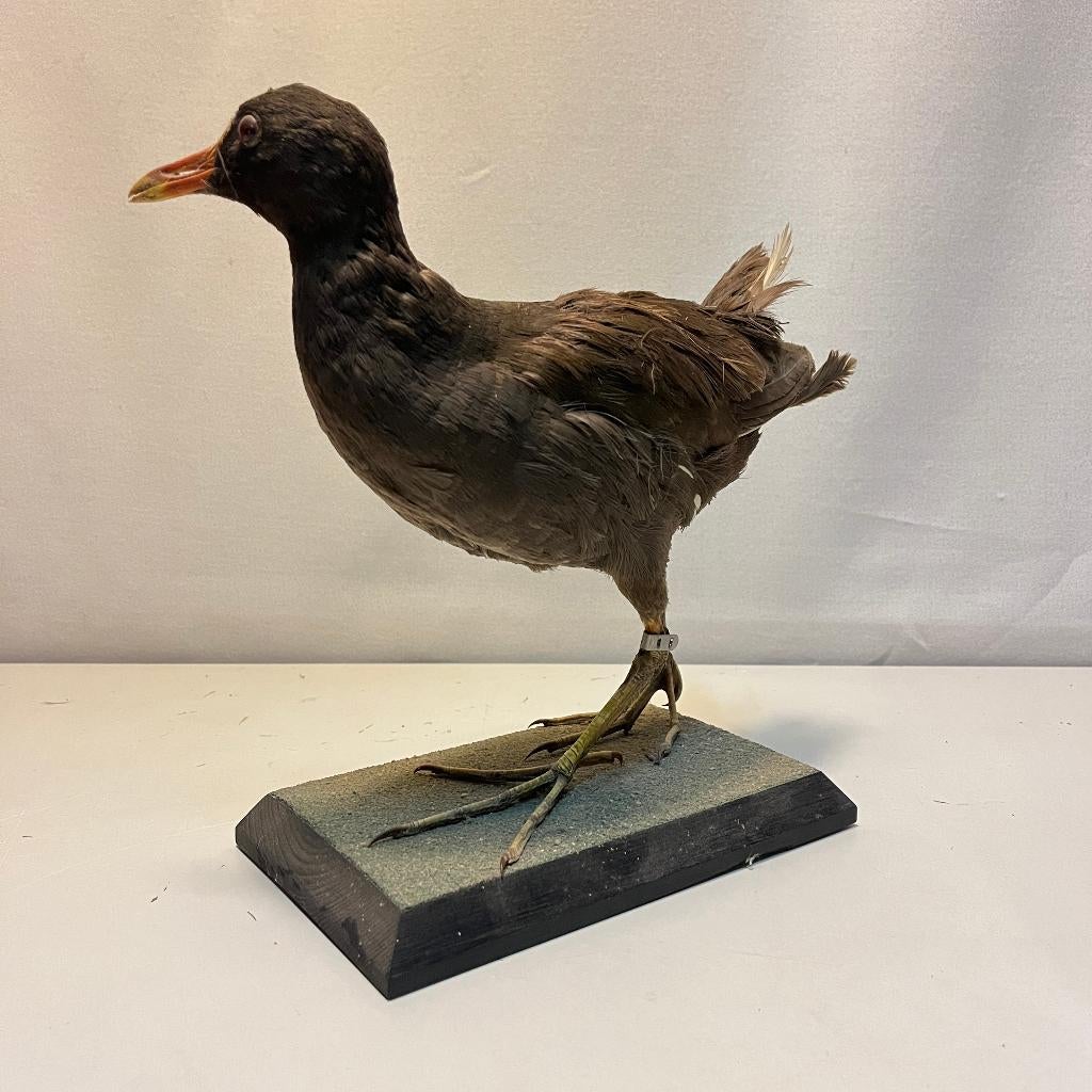 Vintage taxidermie waterhoen jaren 70, Verzamelen, Ophalen of Verzenden, Gebruikt, Vogel, Opgezet dier