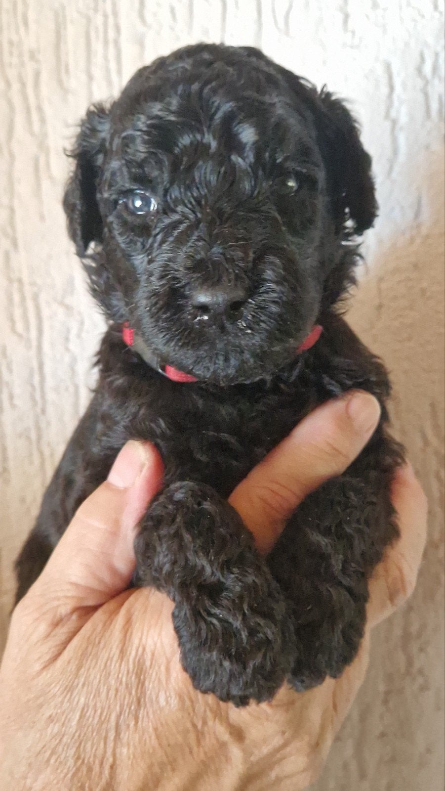 Labradoodle pups  puppies nog enkele beschikbaar, 8 tot 15 weken, Meerdere, Meerdere dieren, Middel