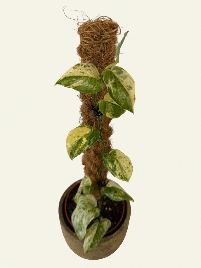 Scindapsus Marble Queen, Huis en Inrichting, Kamerplanten, Ophalen of Verzenden, Halfschaduw, Minder dan 100 cm