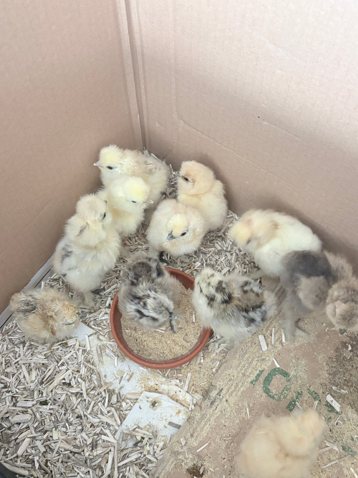 USA zijdehoen kuikens, geboren 10 juli, Dieren en Toebehoren, Pluimvee, Meerdere dieren, Kip