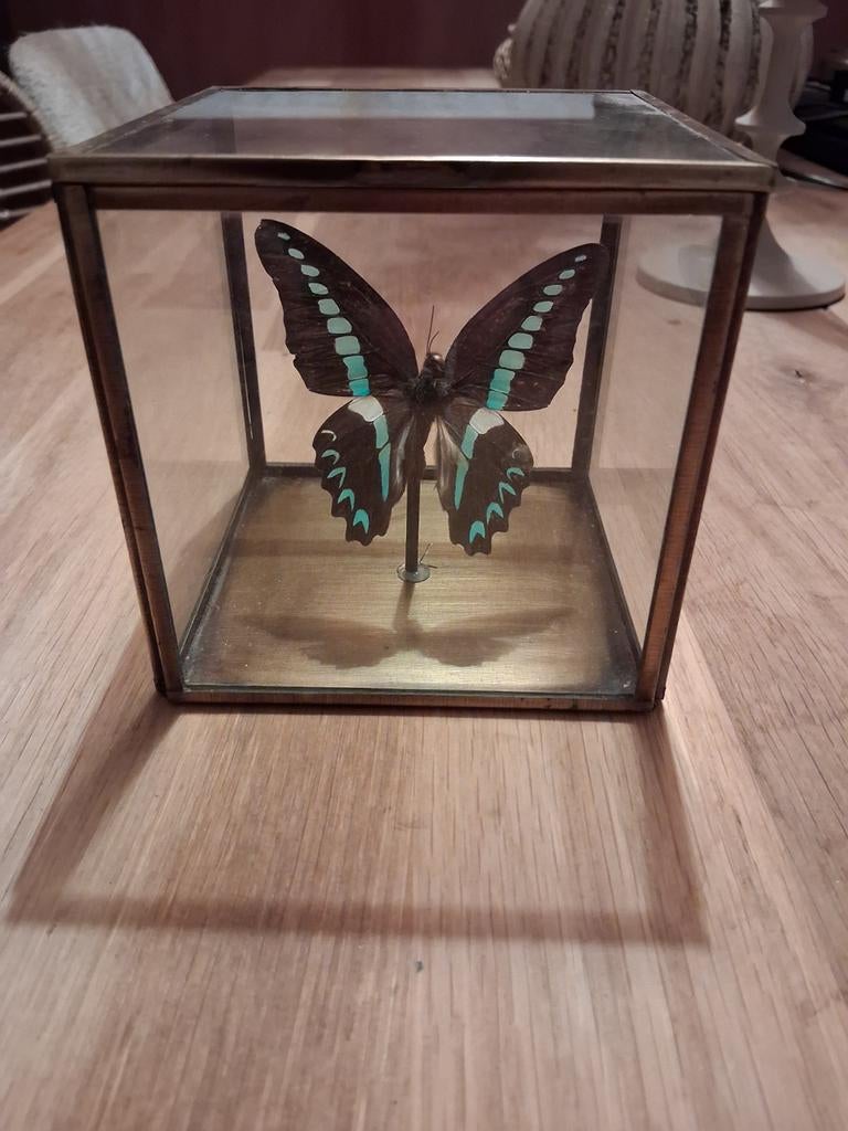 Opgezette vlinder in glazen vitrine, Ophalen, Insect, Opgezet dier