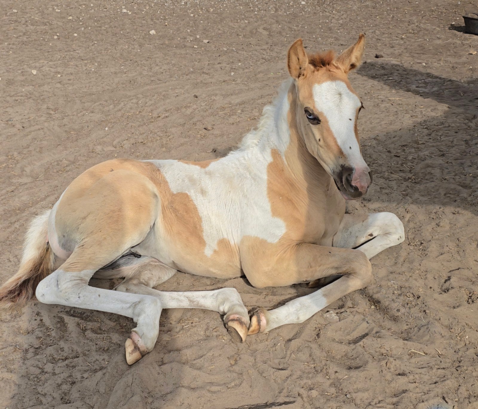 Prachtig merrie veulen paint apha, Dieren en Toebehoren, Paarden, Merrie, Minder dan 160 cm, Recreatiepaard