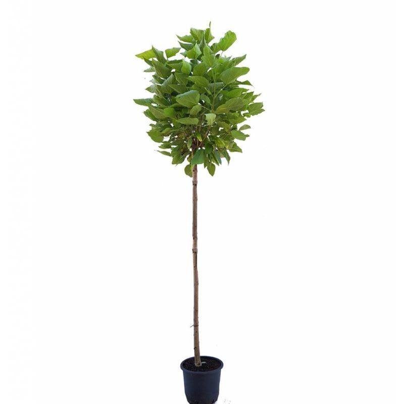 Catalpa op stam, Tuin en Terras, Planten | Bomen, 100 tot 250 cm, Zomer, Ophalen, Volle zon
