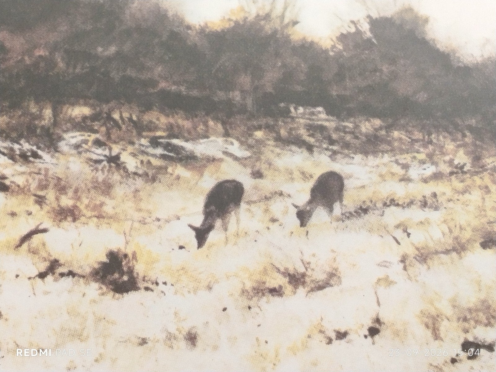 Ansichtkaart Rien Poortvliet - Damhinde met kalf, Verzamelen, Ophalen of Verzenden, 1980 tot heden, Ongelopen, Natuur