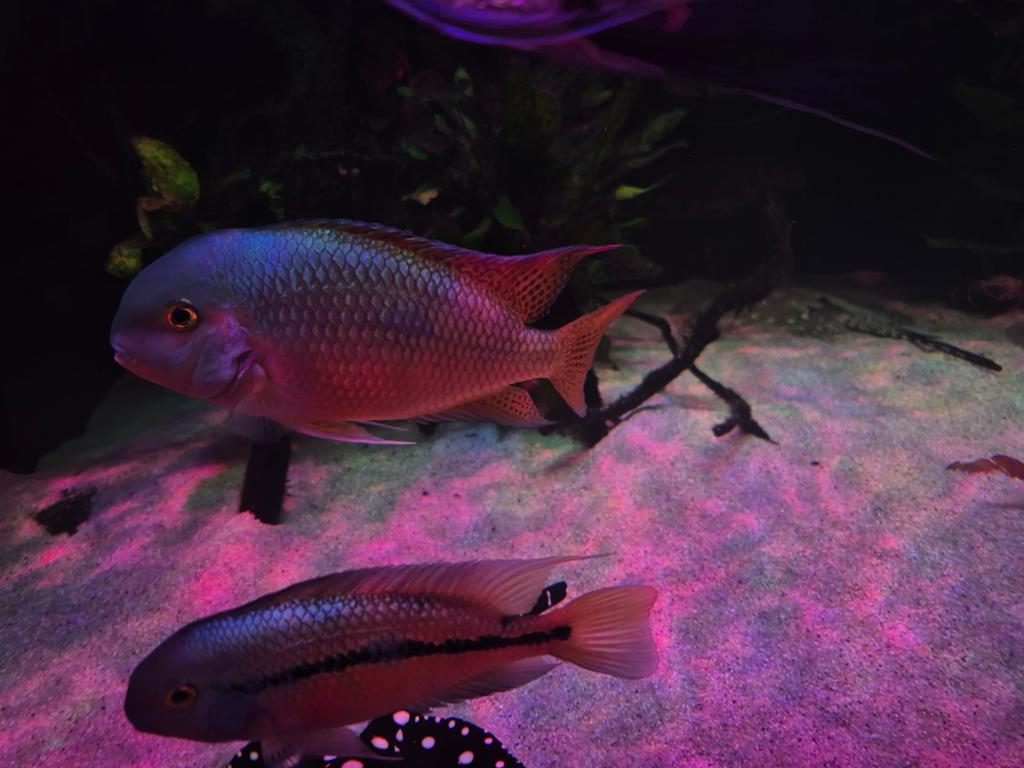 volwassen koppel Hypsophrys nicaraguensis, Dieren en Toebehoren, Vissen | Aquariumvissen, Vis