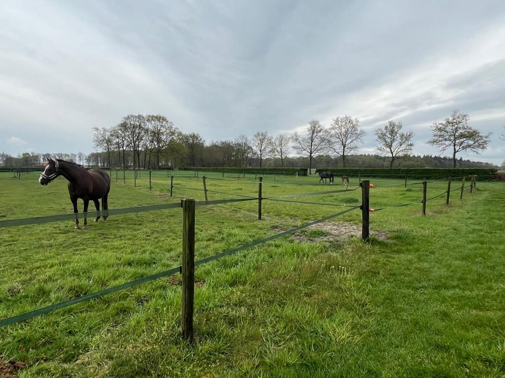 50 palen en 520 meter lint, Dieren en Toebehoren