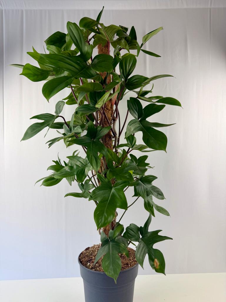 Philodendron Pedatum - 1 meter hoog - p17, Ophalen of Verzenden
